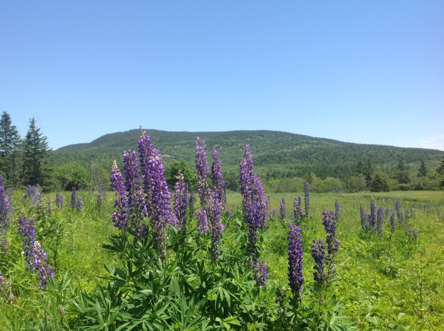 Lupine photo #2